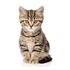 Bengal Cat