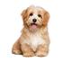 Affenpinscher