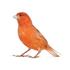 Love Bird