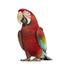 Macaw