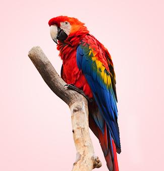 Macaw parrot