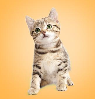 Bengal Cat