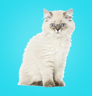 Munchkin Cat